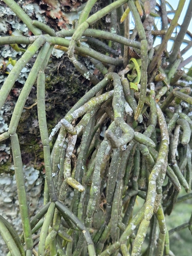 Mistletoe Cactus