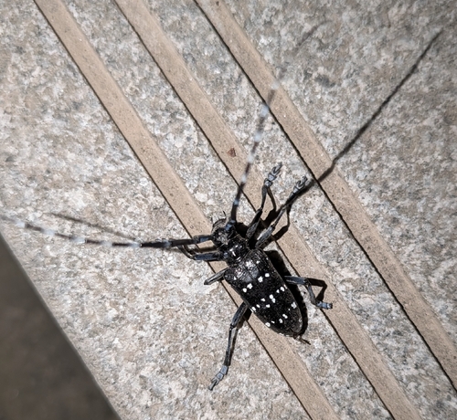 Citrus Longhorn Beetle