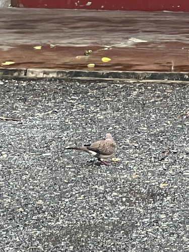 Spotted Dove