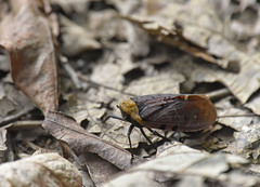 Penthicodes atomaria