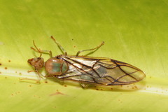 Oecophylla smaragdina