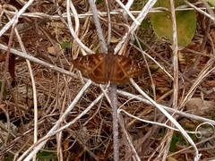 Ephyriades