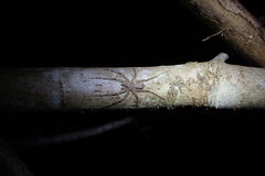 Pandercetes gracilis