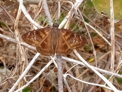 Ephyriades
