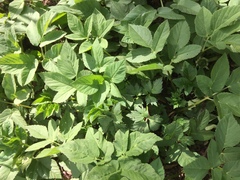 Aegopodium podagraria