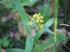 Pseudognaphalium affine