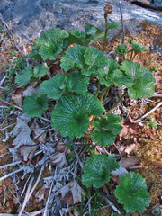 Boykinia richardsonii