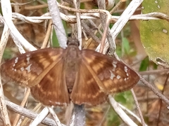 Ephyriades