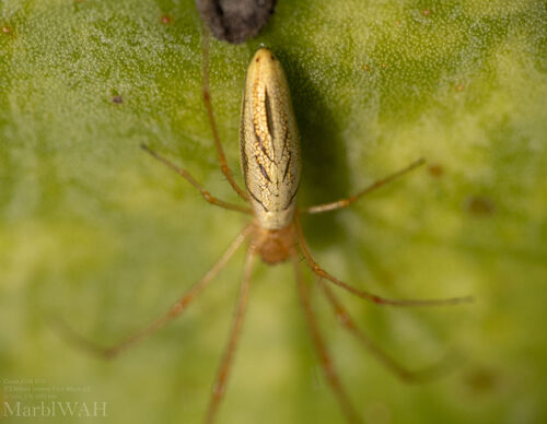 Silver Long-jawed Orbweaver