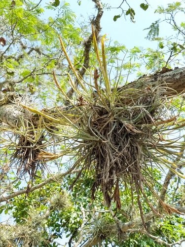 Tillandsia schiedeana