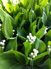 Convallaria majalis
