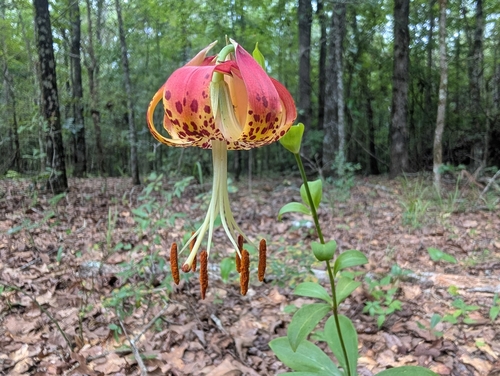 Carolina lily