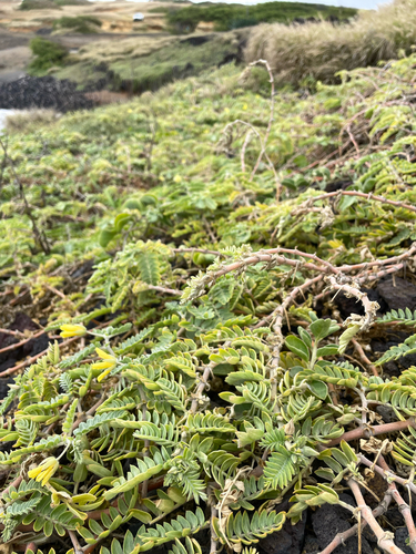 Tribulus cistoides observed 2026-07-25