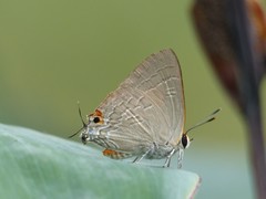 Deudorix diocles