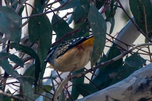 Spotted Pardalote
