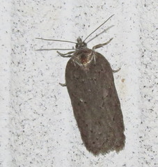 Acleris busckana