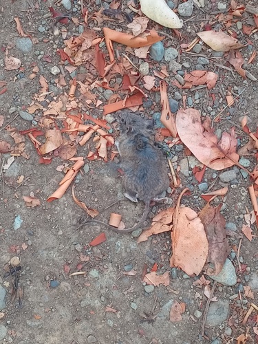 Western Deer Mouse