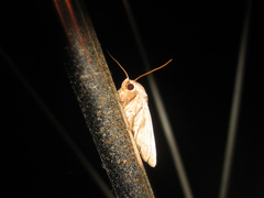 Athetis stellata