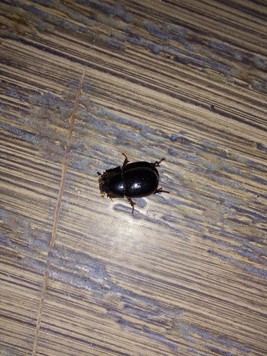 Illiger's Scavenger Scarab