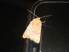 Athetis stellata