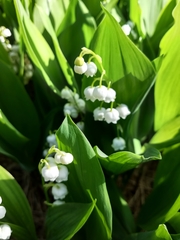 Convallaria majalis