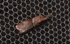 Calguia defiguralis