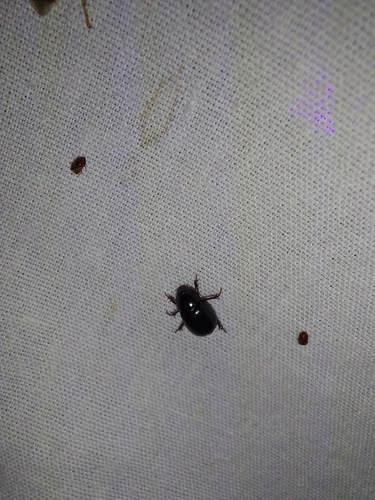 Illiger's Scavenger Scarab