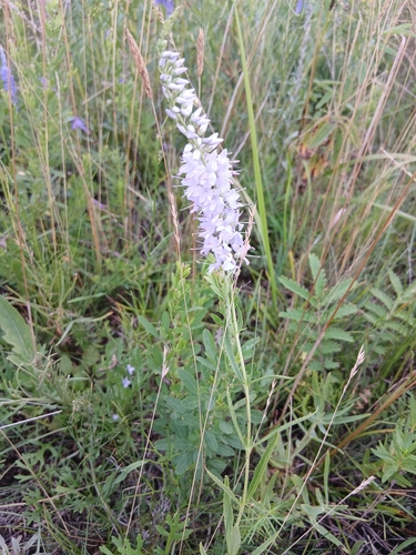 Veronica linariifolia