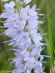 Veronica linariifolia, photograph (c) Святослав Власенко, some rights reserved (CC BY)