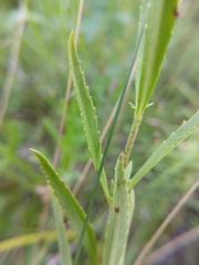Veronica linariifolia, photograph (c) Святослав Власенко, some rights reserved (CC BY)