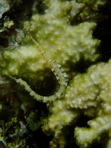 Corythoichthys intestinalis observed 2026-07-24