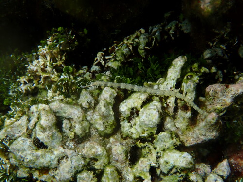 Corythoichthys intestinalis observed 2026-07-24