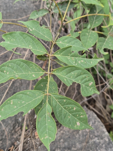 Stereospermum colais observed 2026-07-26