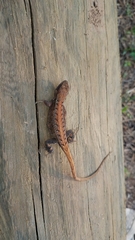 Sceloporus squamosus