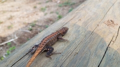 Sceloporus squamosus