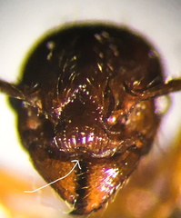 Myrmica brevispinosa