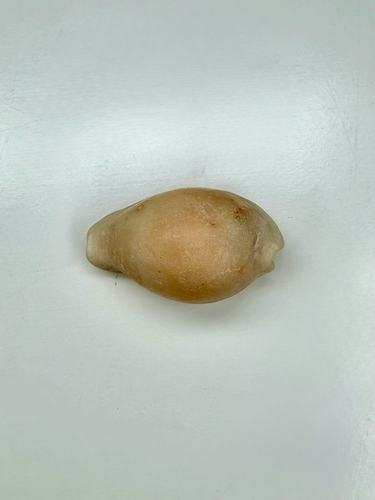 Cypraea miliaris observed 2026-07-26