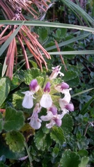Teucrium pyrenaicum