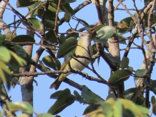 Yellow-green Vireo (Vireo flavoviridis), photo 5