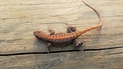 Sceloporus squamosus