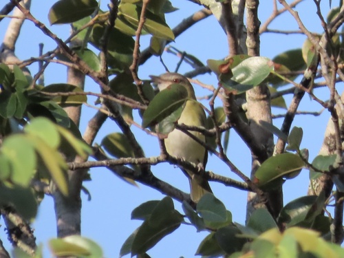 Yellow-green Vireo (Vireo flavoviridis), photo 6