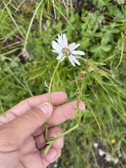 (c) Наталья Пикалова, some rights reserved (CC BY) Tanacetum coccineum, photograph (c) Наталья Пикалова, some rights reserved (CC BY)