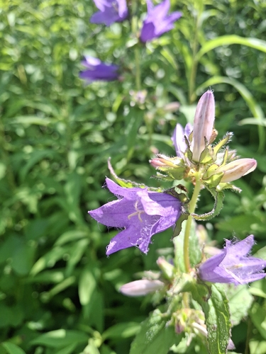 Nettle-leaved Bellflower