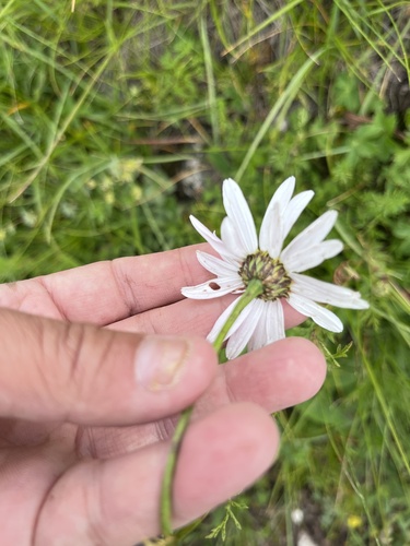 Tanacetum coccineum, photograph 3