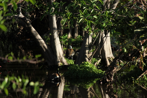 iNaturalist image