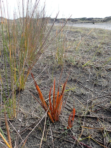 Libertia peregrinans, photograph 3
