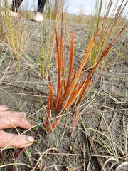 Libertia peregrinans, photograph (c) Arnim Littek, some rights reserved (CC BY)