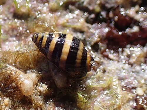 Engina mendicaria observed 2026-07-25