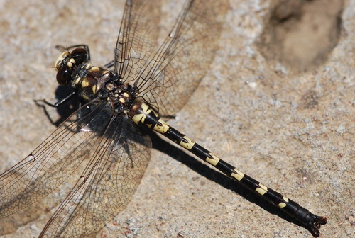 Black Petaltail photo 4