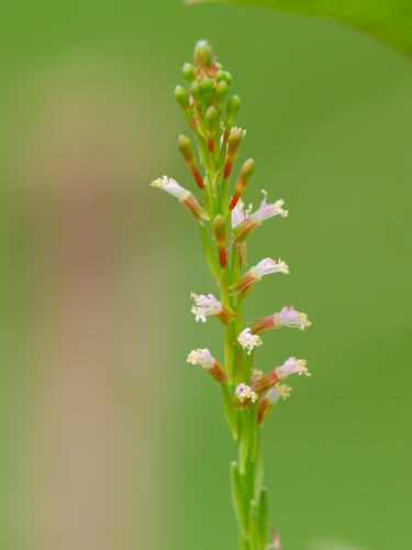 小花山桃草